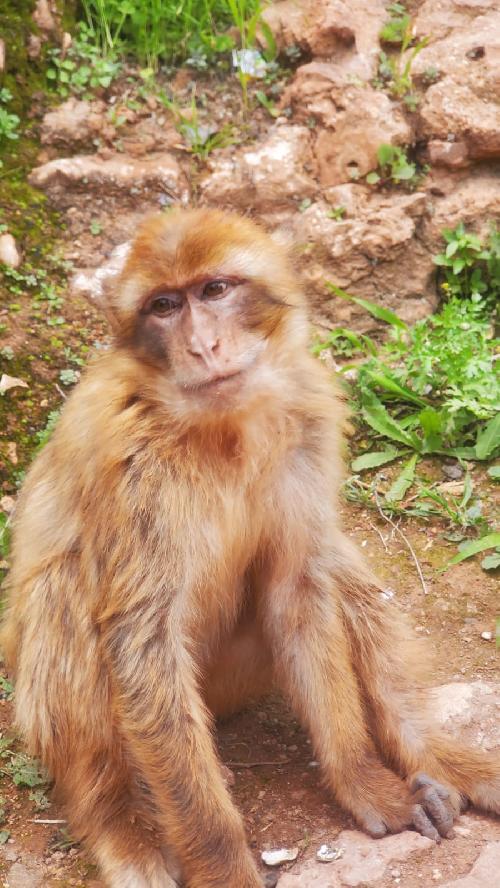 Recorrer Marruecos en JUNIO en furgocamper (tambi�n acepto propuestas de otros destinos) 